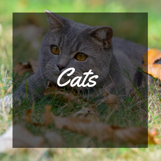 Cats Country House Kennels Cattery cats-country-house-kennels-cattery