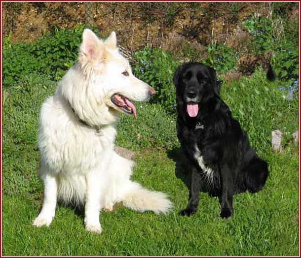 P3photo Country House Kennels Cattery p3photo-country-house-kennels-cattery