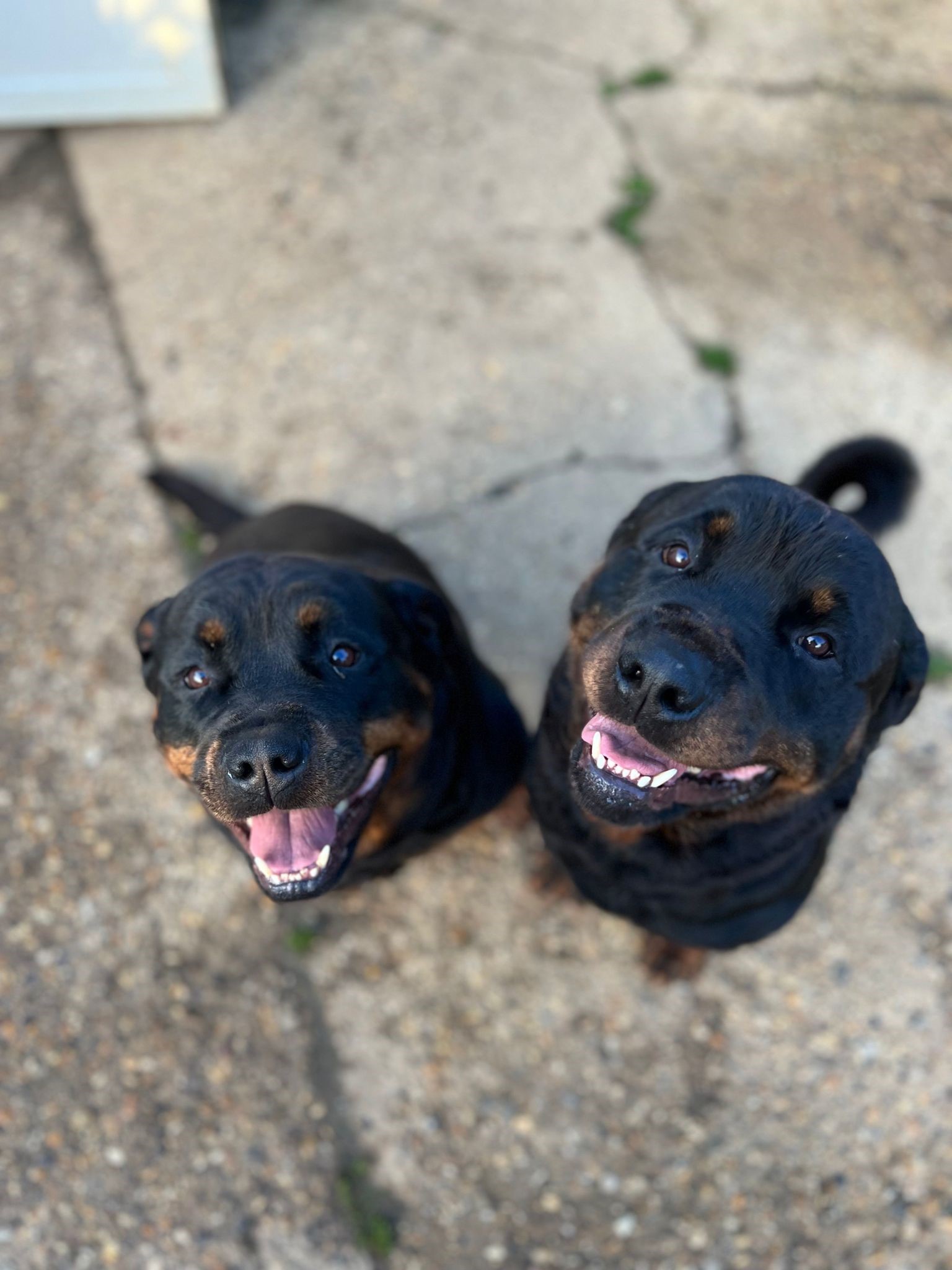 rotties-country-house-kennels-cattery